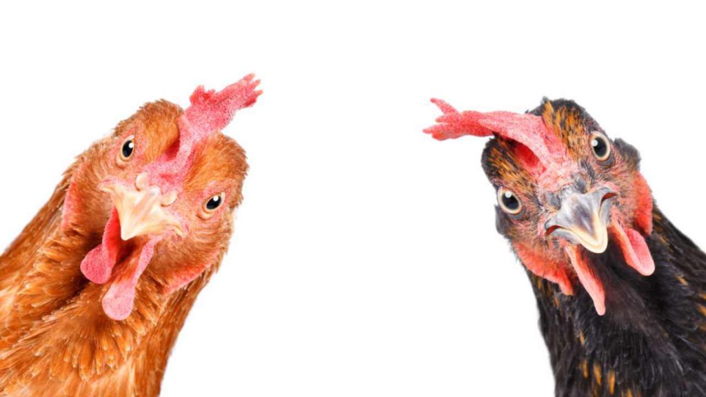 Non immagini cosa c'è nel pollo che compri